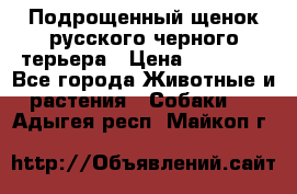 Подрощенный щенок русского черного терьера › Цена ­ 35 000 - Все города Животные и растения » Собаки   . Адыгея респ.,Майкоп г.